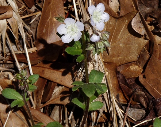 {Phacelia dubia}